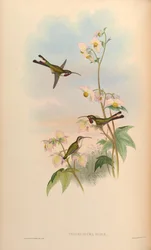 Thaumastura elizae = Doricha elizae